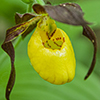 northern small yellow lady’s slipper