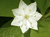 northern starflower