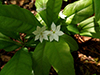 northern starflower