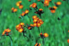 orange hawkweed