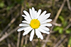 oxeye daisy