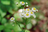 Philadelphia fleabane