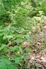 Philadelphia fleabane