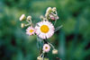 Philadelphia fleabane