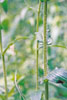 Philadelphia fleabane