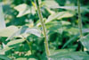 Philadelphia fleabane