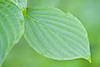 pagoda dogwood