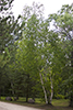 paper birch
