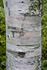 paper birch