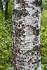 paper birch