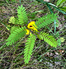 partridge pea