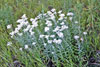 pearly everlasting
