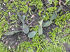 plains prickly pear