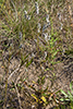 plains snake-cotton