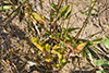 plains snake-cotton