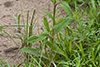 plains snake-cotton