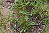 plains snake-cotton
