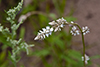 plains snake-cotton