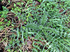 plumeless thistle