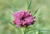 prairie ironweed