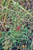 prairie rose