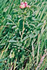 prairie rose