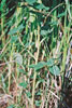 prairie rose