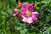 prairie rose