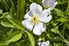 prairie rose