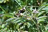 prairie rose