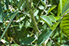 prairie rose