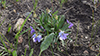 prairie violet