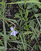 prairie violet