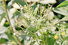 purple-leaf willow herb