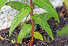 purple-leaf willow herb