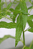 purple-leaf willow herb