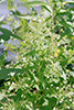 purple-leaf willow herb