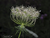 Queen Anne’s lace