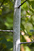 quaking aspen