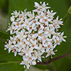 red osier dogwood