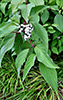 red osier dogwood