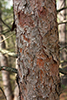 red pine