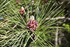 red pine