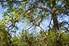red pine