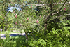 red pine