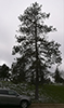 pine (family Pinaceae)