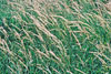reed canary grass