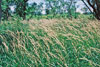 reed canary grass