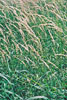 reed canary grass
