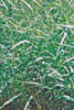 reed canary grass